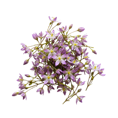 Swertia Japonica